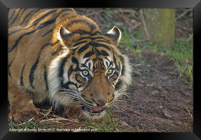 Sumatran Tiger Framed Print by Darren Smith