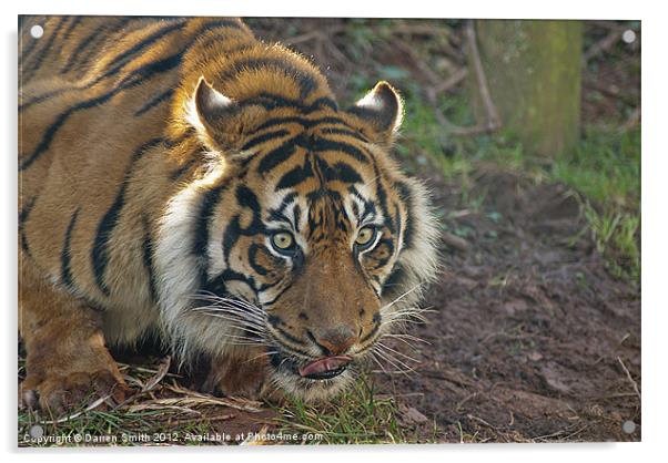 Sumatran Tiger Acrylic by Darren Smith