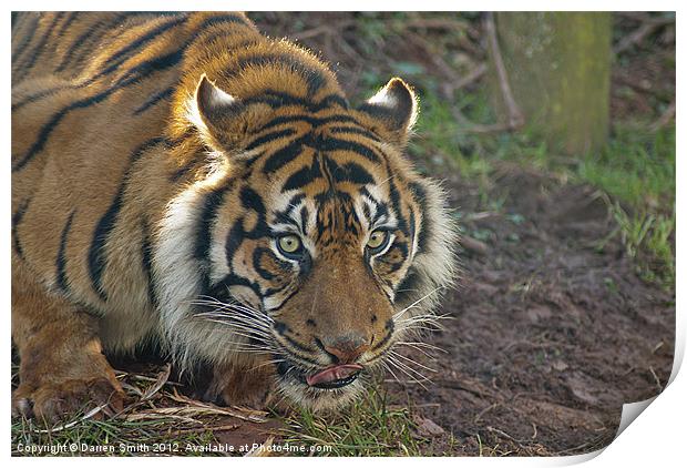 Sumatran Tiger Print by Darren Smith