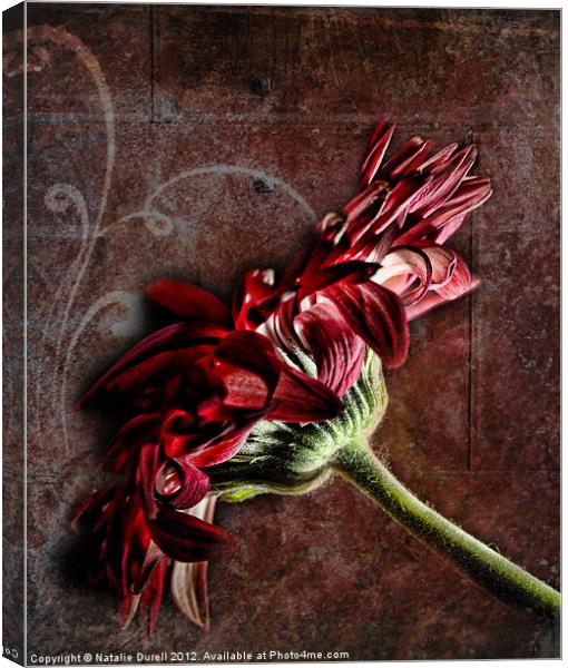 Red Dishevelled Canvas Print by Natalie Durell