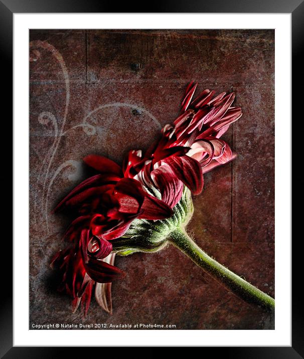 Red Dishevelled Framed Mounted Print by Natalie Durell