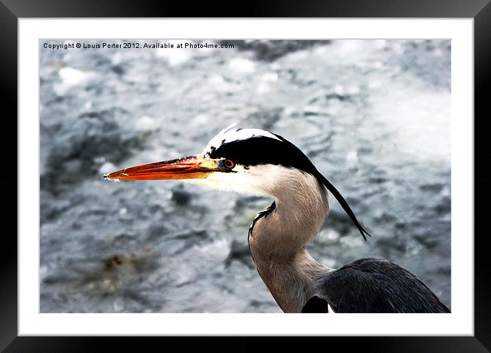 Winter Heron Framed Mounted Print by Louis Porter