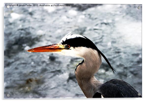 Winter Heron Acrylic by Louis Porter