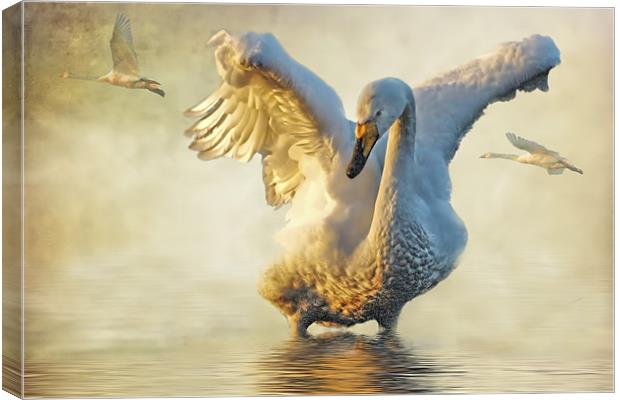 Swans at Sunset Canvas Print by Brian Tarr