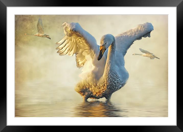 Swans at Sunset Framed Mounted Print by Brian Tarr