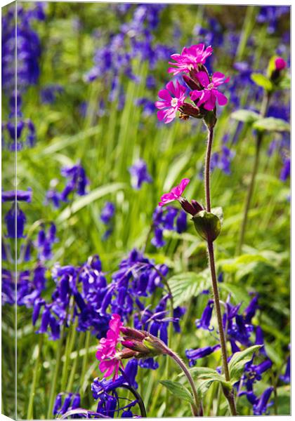Red Campion Amongst the Bluebells Canvas Print by Paul Macro
