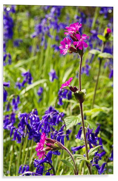 Red Campion Amongst the Bluebells Acrylic by Paul Macro