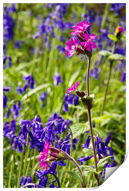 Red Campion Amongst the Bluebells Print by Paul Macro