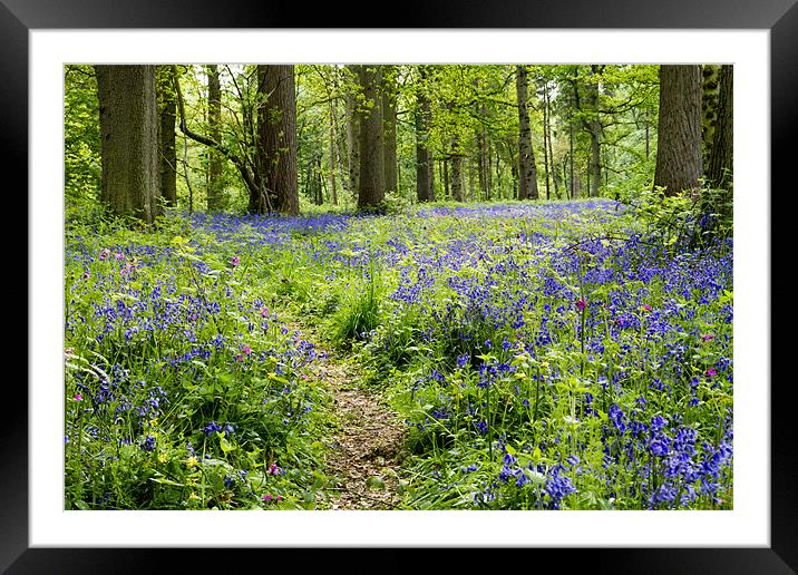 Path through the Bluebells Framed Mounted Print by Paul Macro