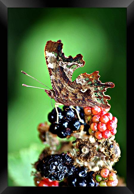 Butterfly attarcted to Summer Fruits Framed Print by Christopher Grant