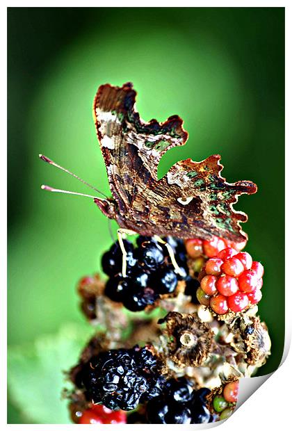 Butterfly attarcted to Summer Fruits Print by Christopher Grant