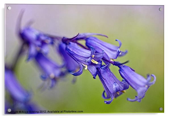 Bluebell Acrylic by Alice Gosling