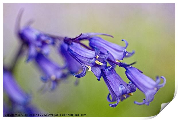 Bluebell Print by Alice Gosling
