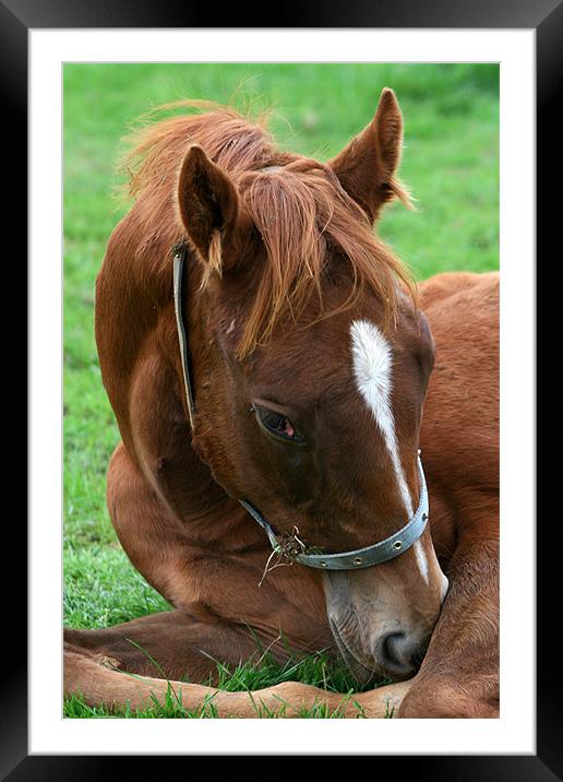 Foal Framed Mounted Print by Christopher Grant