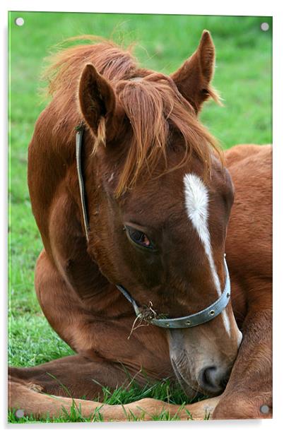 Foal Acrylic by Christopher Grant