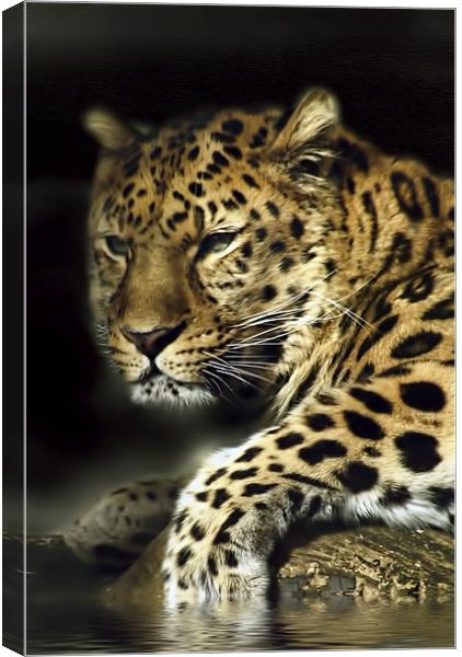 Leopard Aware Canvas Print by Jay Ticehurst