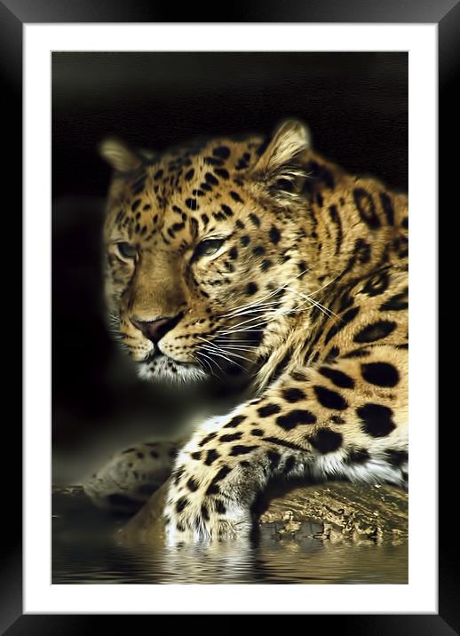 Leopard Aware Framed Mounted Print by Jay Ticehurst