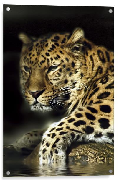 Leopard Aware Acrylic by Jay Ticehurst