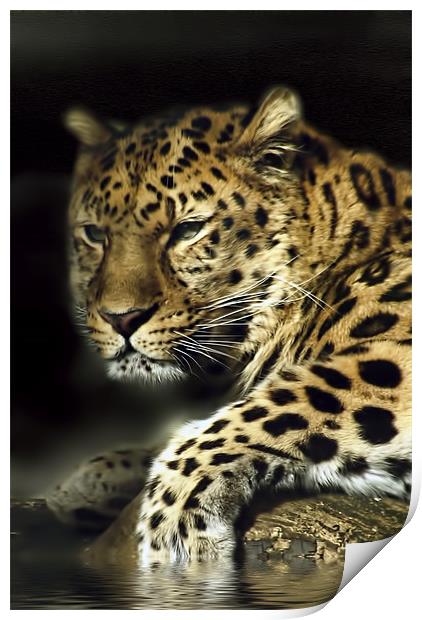 Leopard Aware Print by Jay Ticehurst
