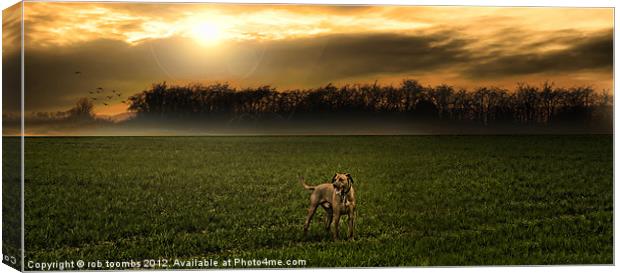THE EARLY MORNING RIDGEBACK Canvas Print by Rob Toombs