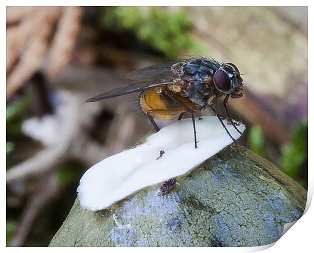 New forest Fly on fungi Print by Robert clarke