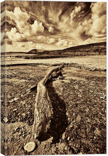 Driftwood Sepia Canvas Print by Steve Purnell
