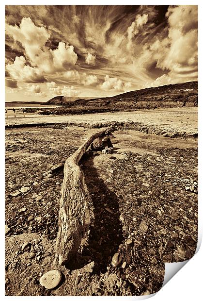 Driftwood Sepia Print by Steve Purnell