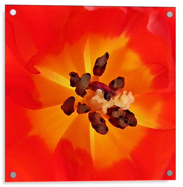 Tulip heart Acrylic by Sharon Lisa Clarke