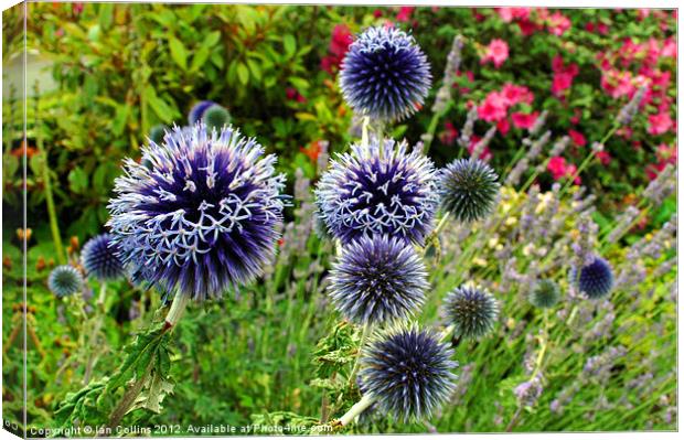 Globe Thistles Canvas Print by Ian Collins
