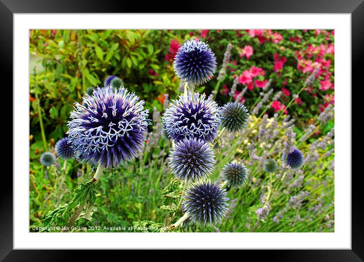 Globe Thistles Framed Mounted Print by Ian Collins