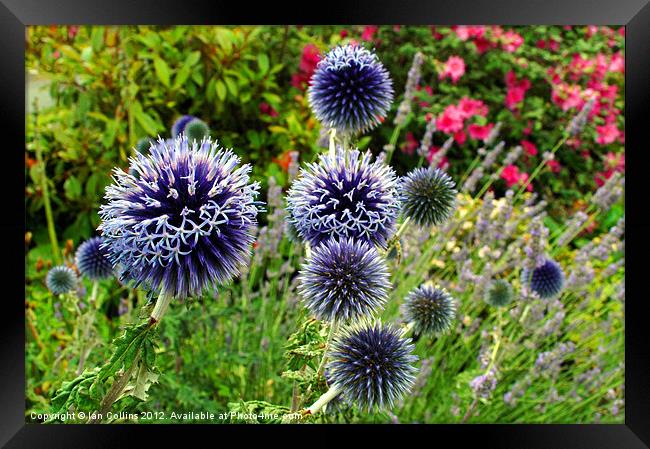Globe Thistles Framed Print by Ian Collins