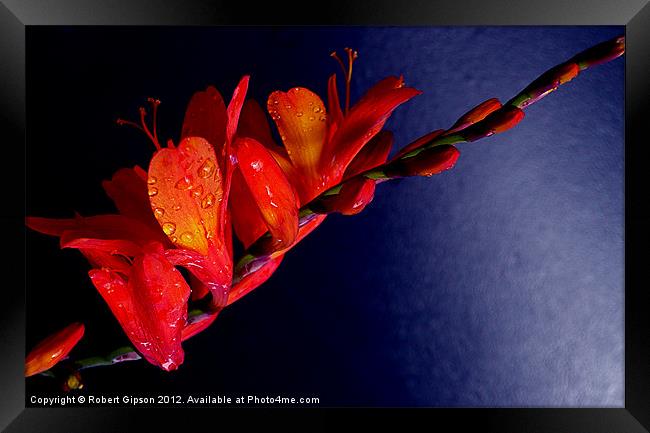 Red Wonder bloom Framed Print by Robert Gipson