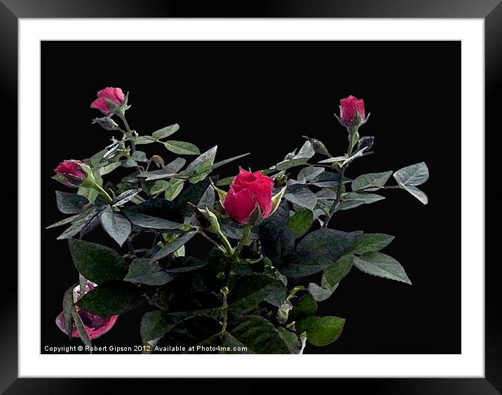 Rose Bush Framed Mounted Print by Robert Gipson