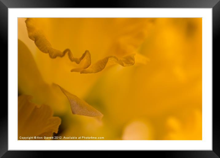Daffodil Abstract - 1 Framed Mounted Print by Ann Garrett