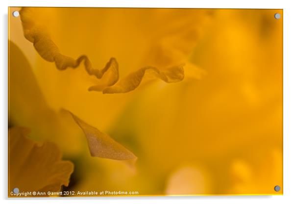 Daffodil Abstract - 1 Acrylic by Ann Garrett