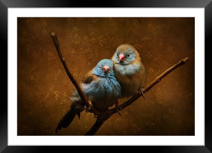Love Birds Framed Mounted Print by Tina Lindsay