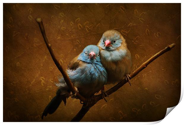Love Birds Print by Tina Lindsay