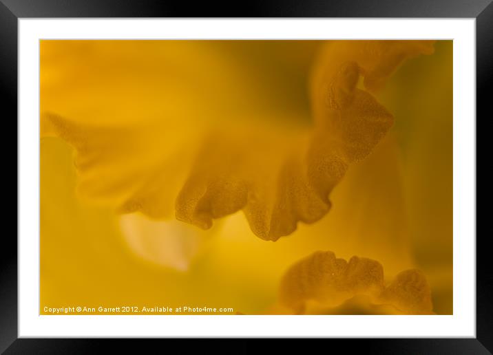 Daffodil Abstract - 2 Framed Mounted Print by Ann Garrett