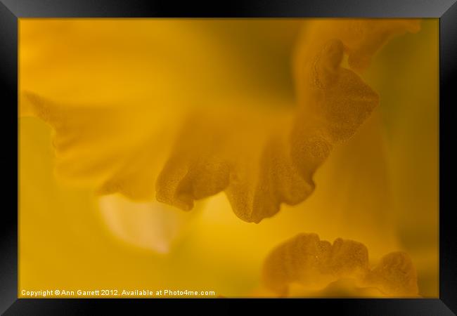 Daffodil Abstract - 2 Framed Print by Ann Garrett