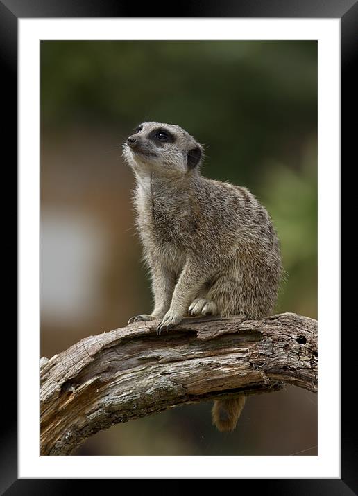 On Watch Framed Mounted Print by Val Saxby LRPS