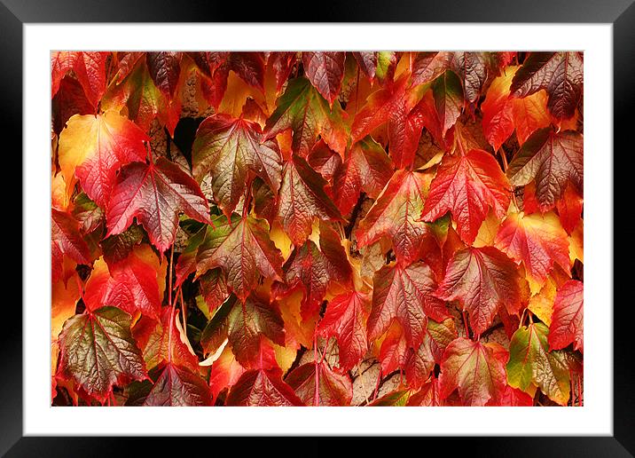 Coat of many colours Framed Mounted Print by David McFarland