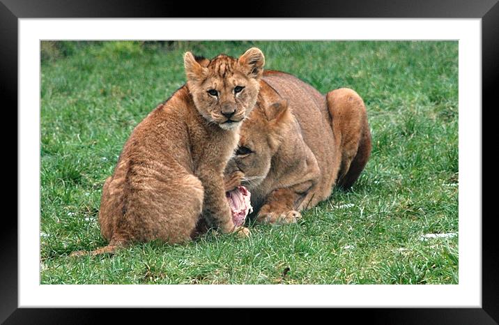 Lioness and Cub Framed Mounted Print by Alex Hughes