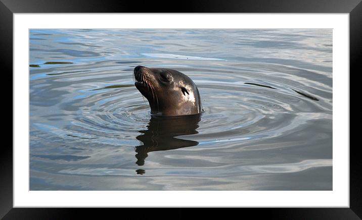 Sealion Framed Mounted Print by Alex Hughes