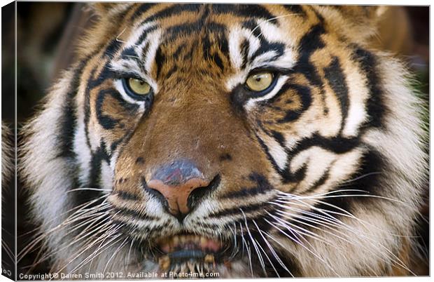 Eye of the Tiger Canvas Print by Darren Smith