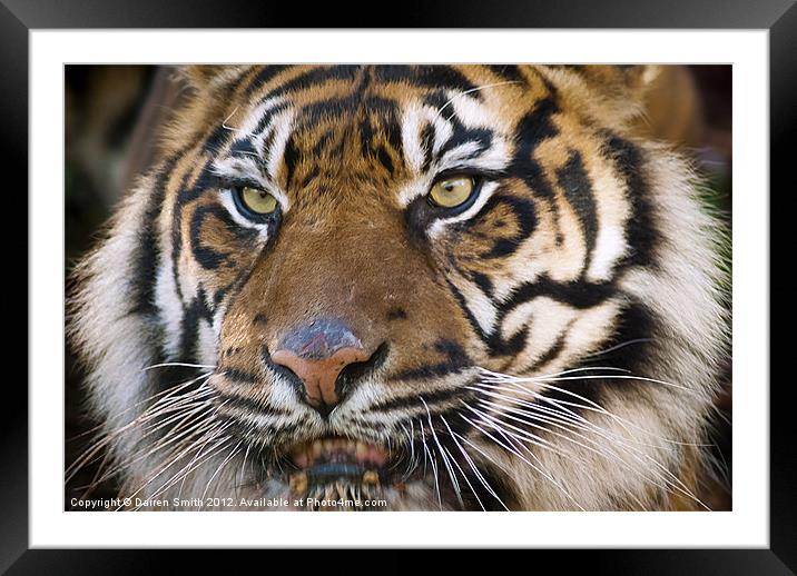 Eye of the Tiger Framed Mounted Print by Darren Smith