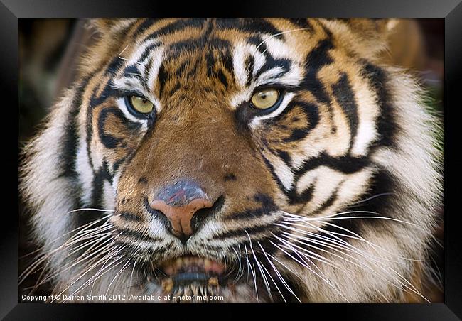 Eye of the Tiger Framed Print by Darren Smith