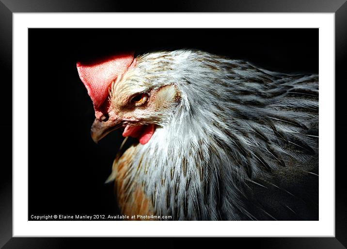 Rooster Under a Picnic Table Framed Mounted Print by Elaine Manley