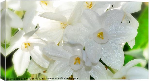 Paper White Narcissus Flower Canvas Print by Elaine Manley