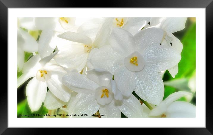 Paper White Narcissus Flower Framed Mounted Print by Elaine Manley