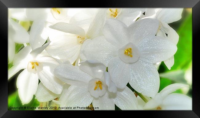 Paper White Narcissus Flower Framed Print by Elaine Manley